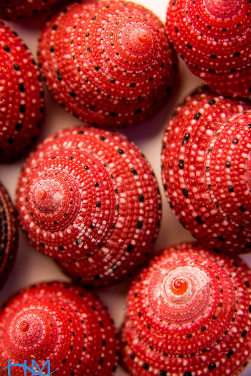 Strawberry Cones_1365