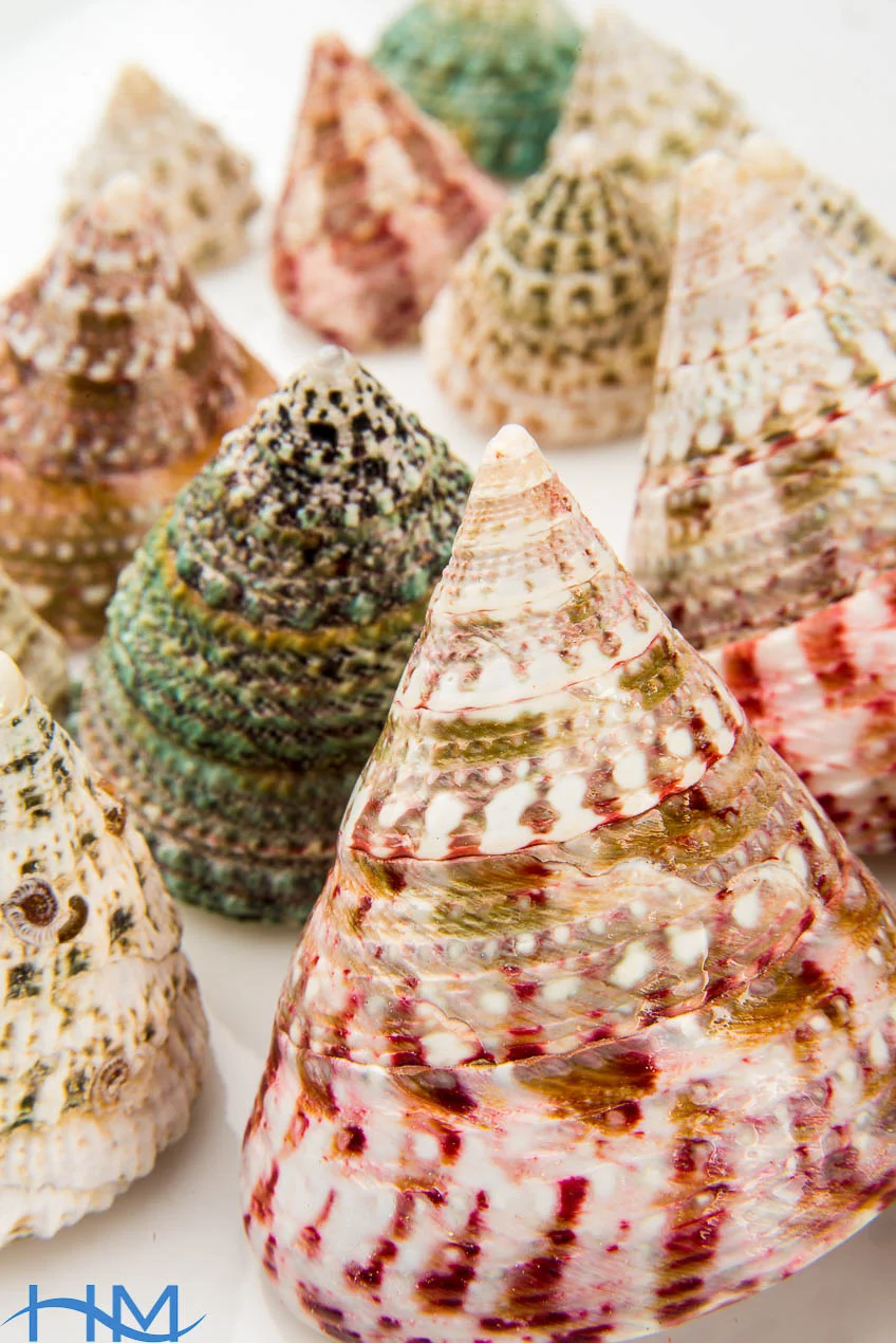 Turban_Top_Shell__7776