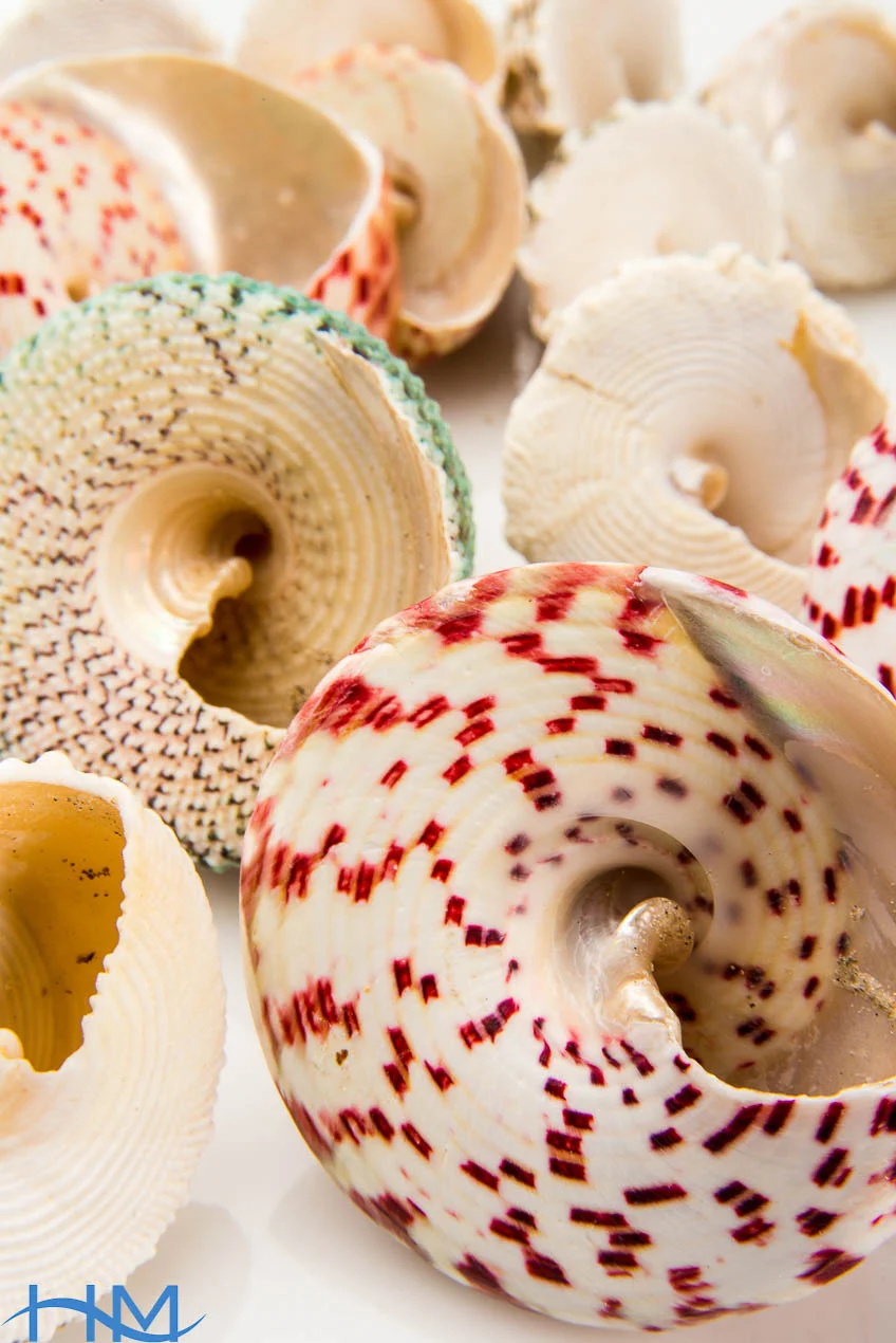 Turban_Top_Shell__7790