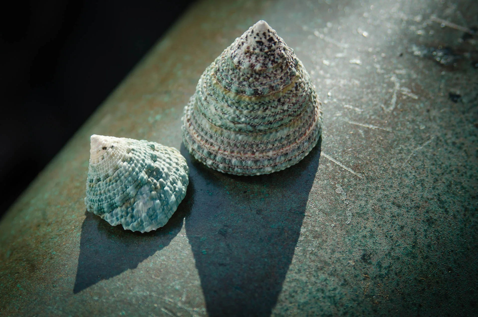 Turban_Top_Shell_4023