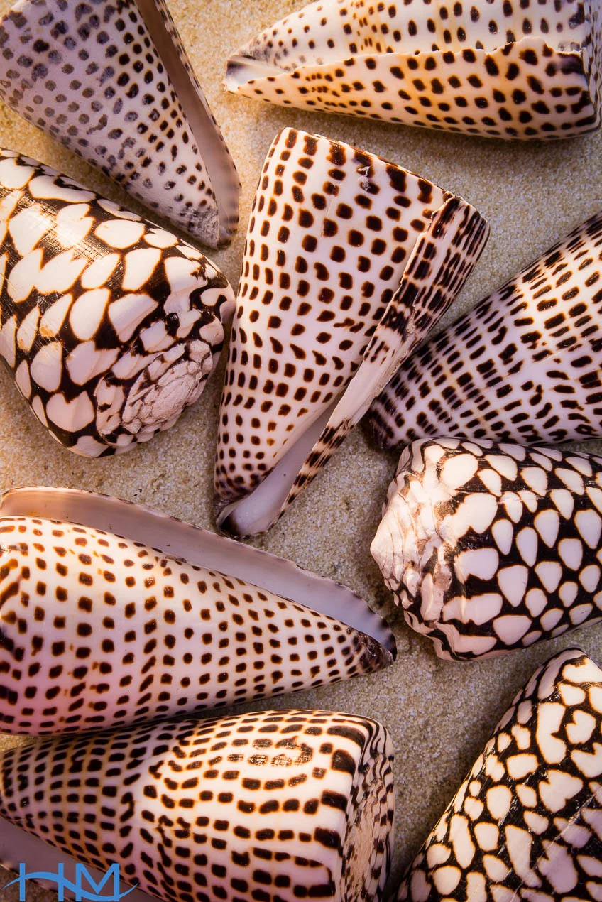 Conus_Marmoreus_1037