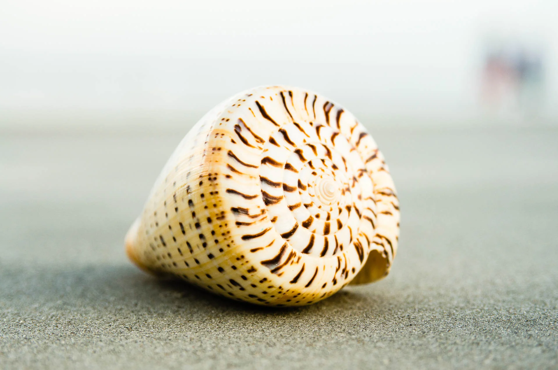 Conus_Litteratus_0784