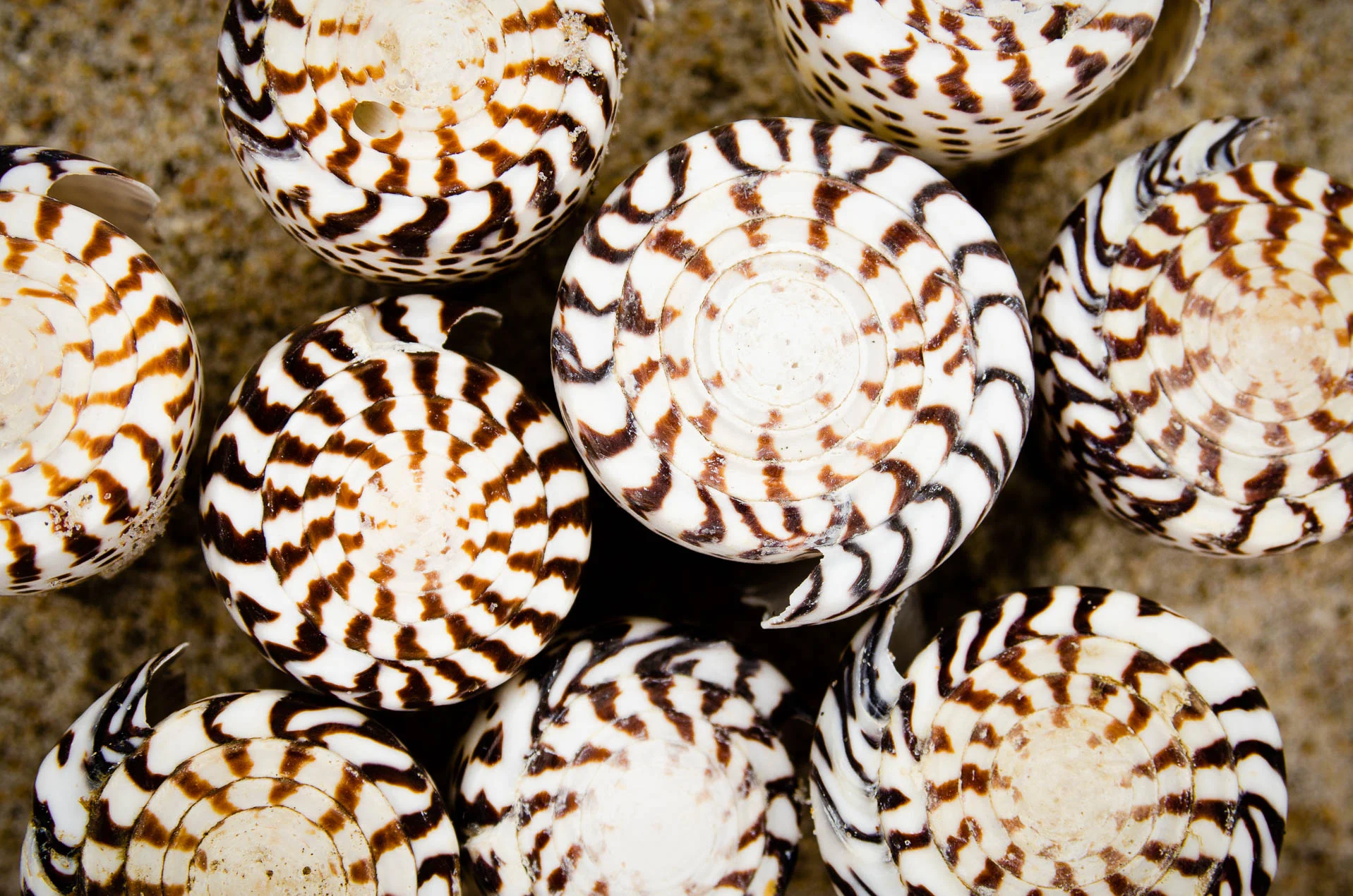 Conus_Marmoreus__7795