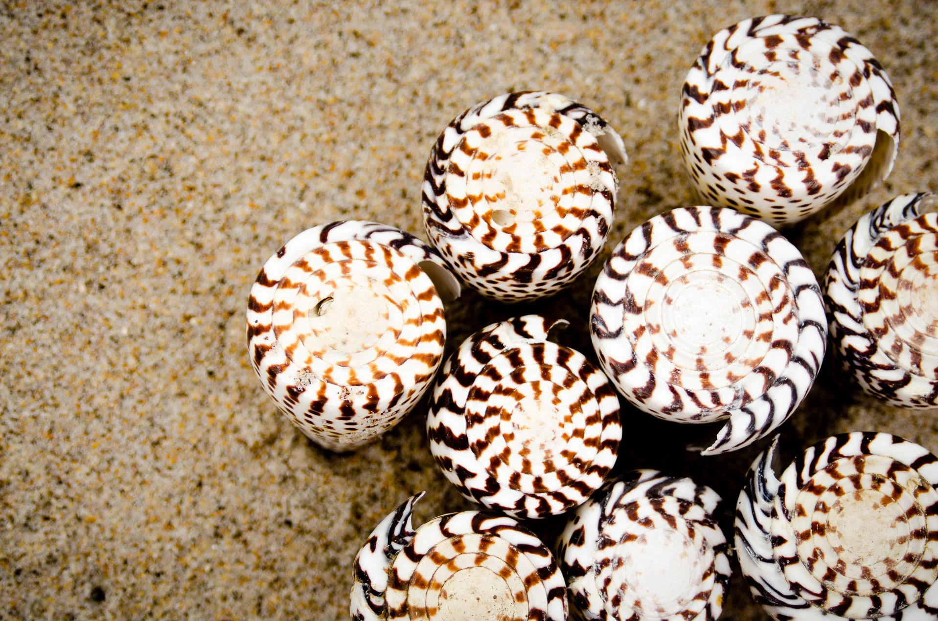 Conus_Marmoreus__7802