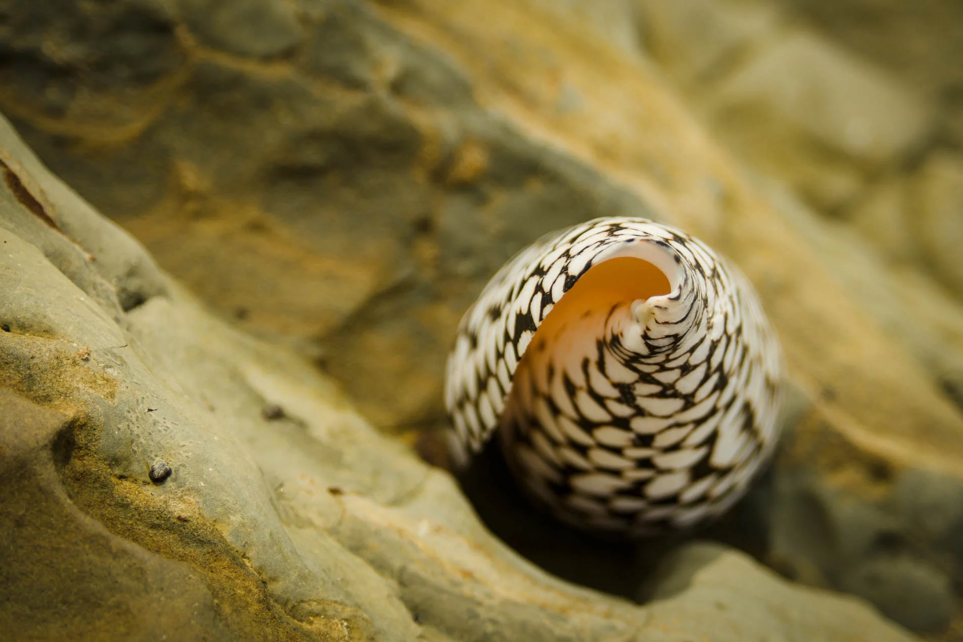 Conus_Marmoreus_4762