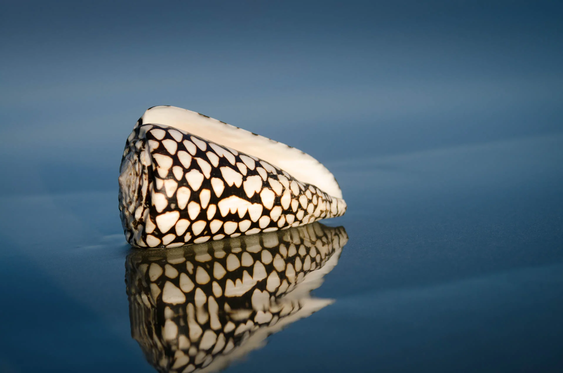 Conus_Marmoreus_6427