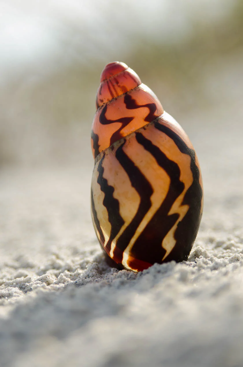 Archachatina_Papyracea_1879