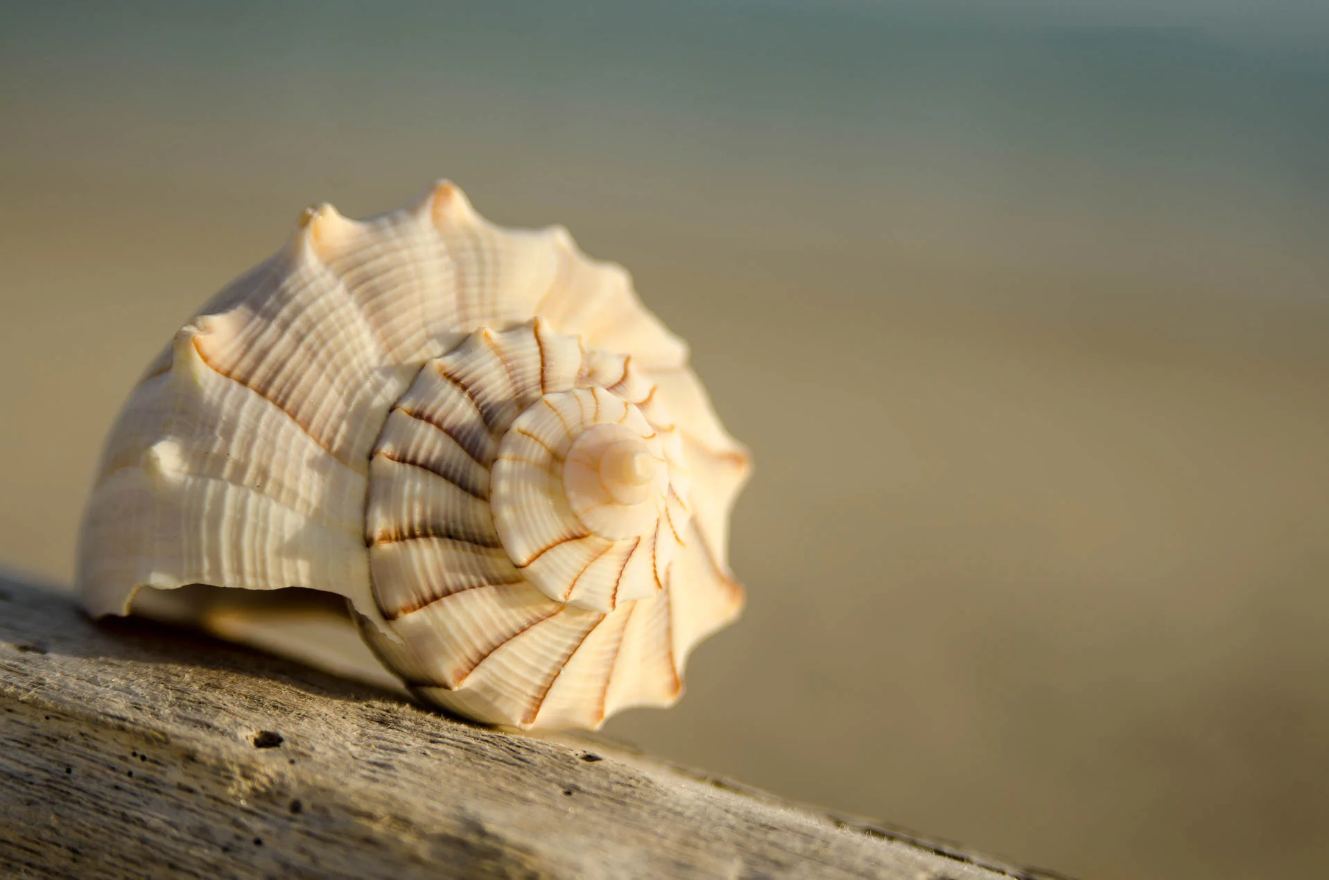 Lightning_Whelk_2070