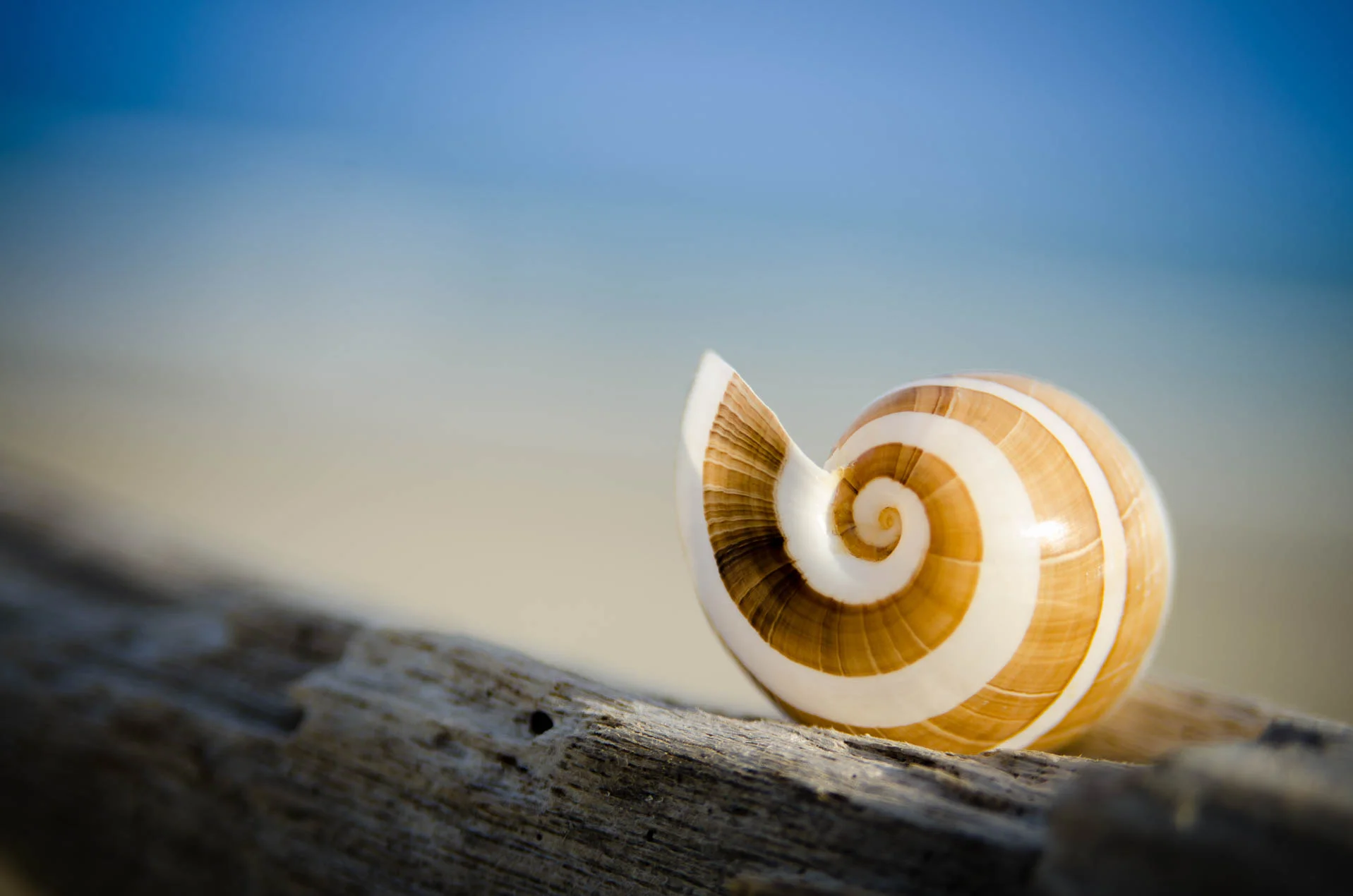 Hydatina_Alboncincta_2050