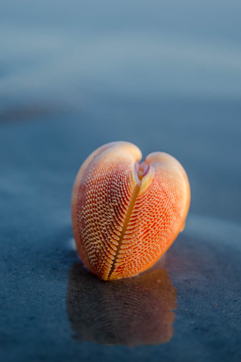 Nemocardium_Bechei__2774.jpg