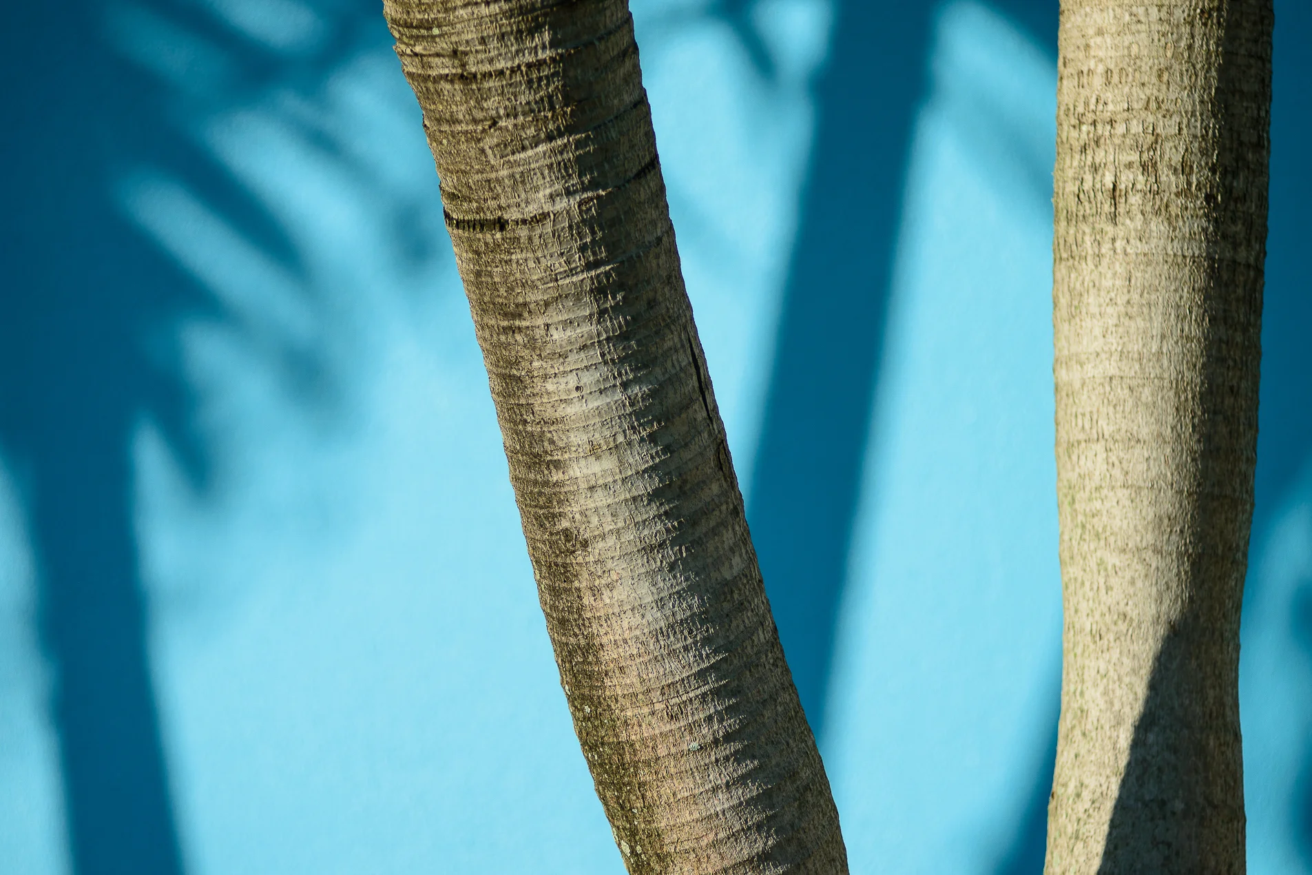 Palm_Tree_Shadows_8771.jpg