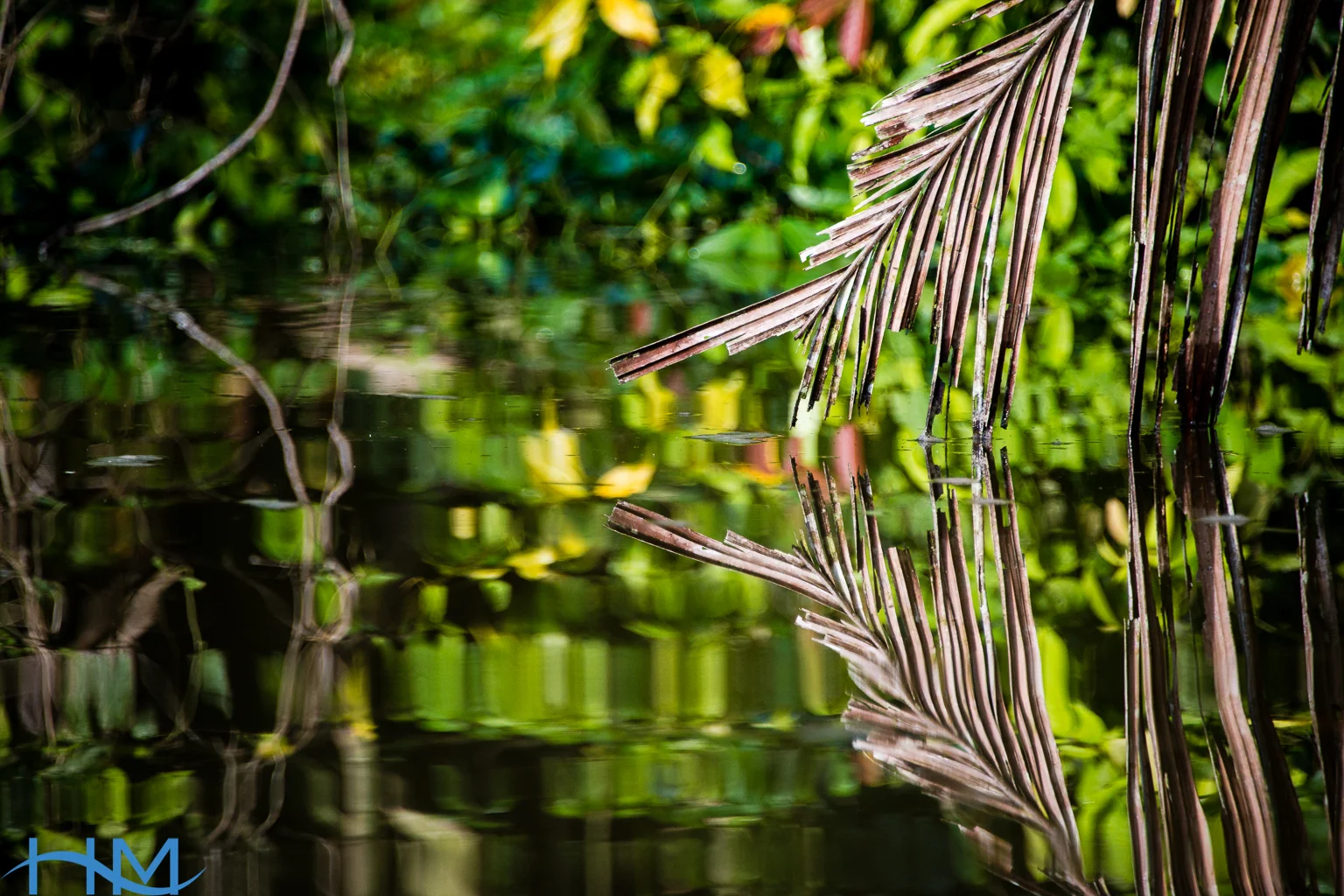 Rainforest_Reflection_Water_3314.jpg