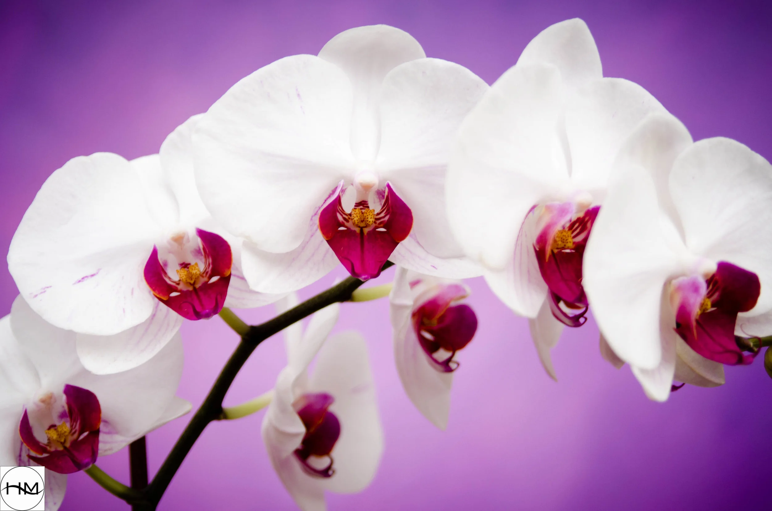 Orchid_5377.JPG