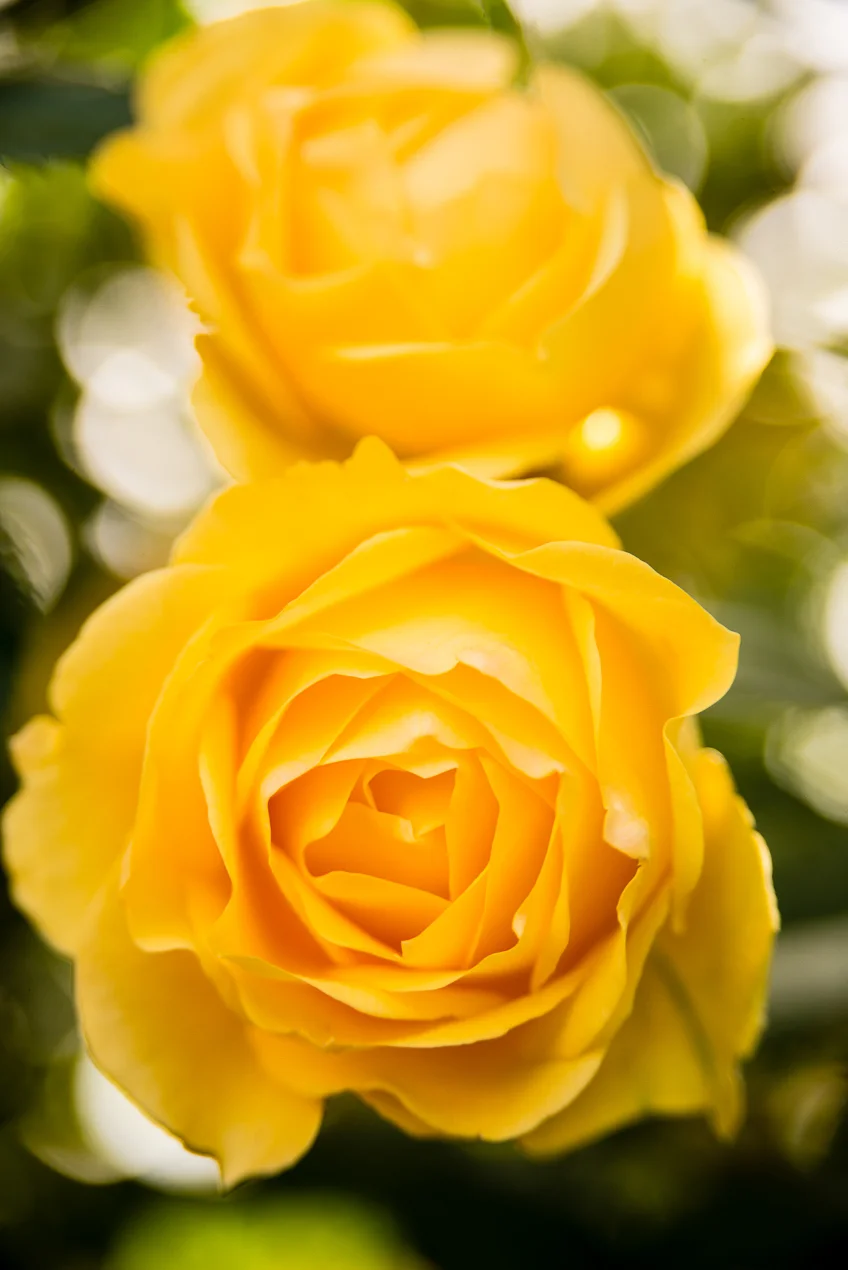 Yellow_Roses_7824