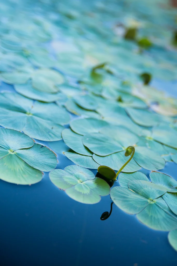 Water_Lily_0696