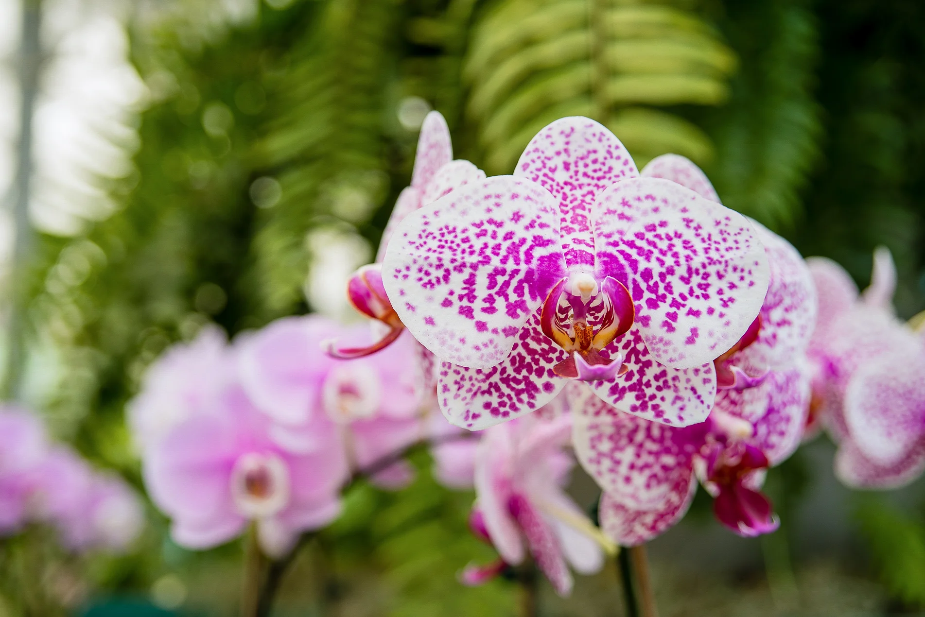 Orchid_4173