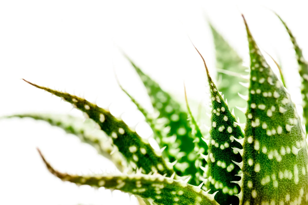 Aloe_DSC1125.jpg