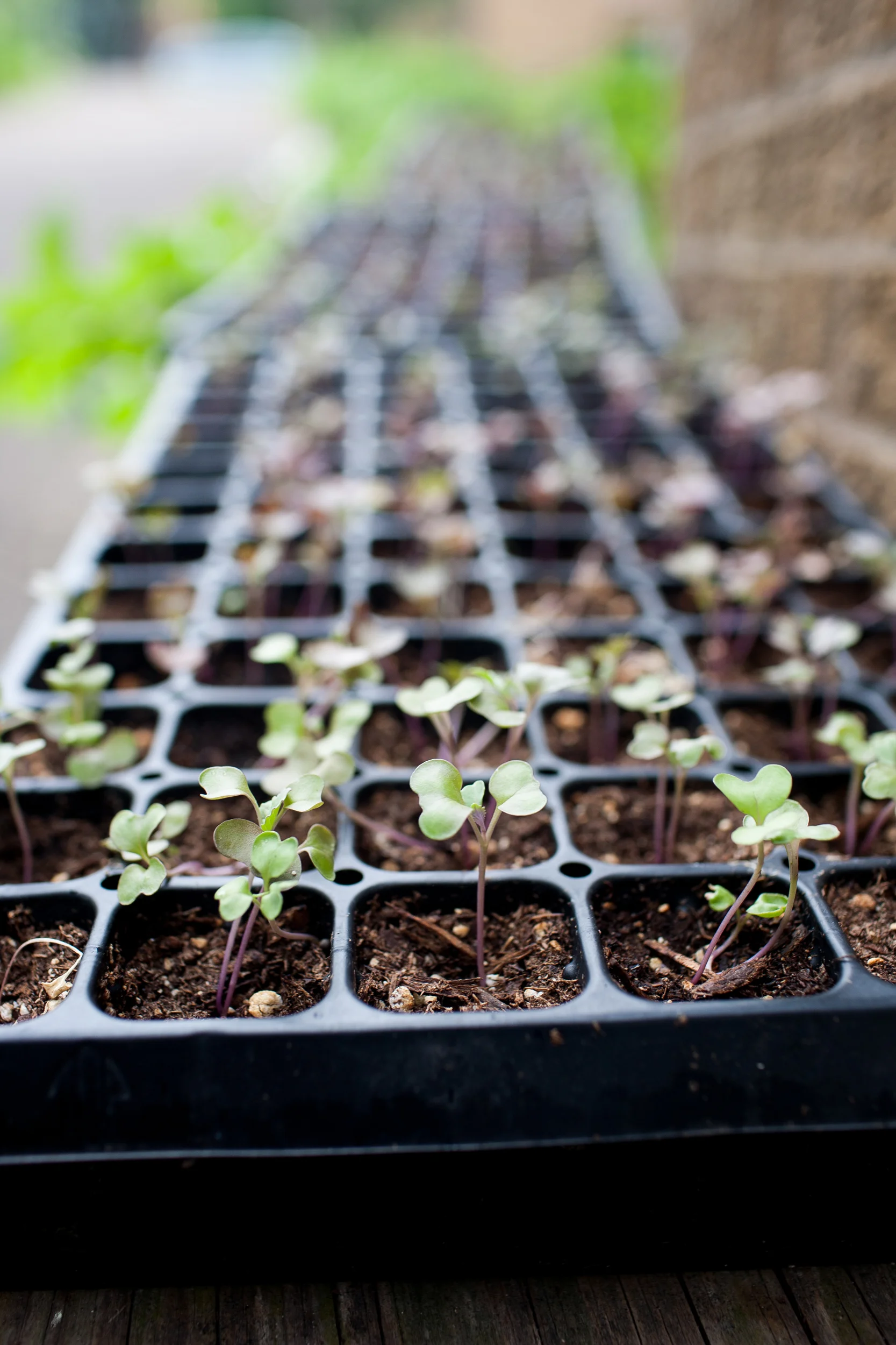 Urban Roots_016.jpg