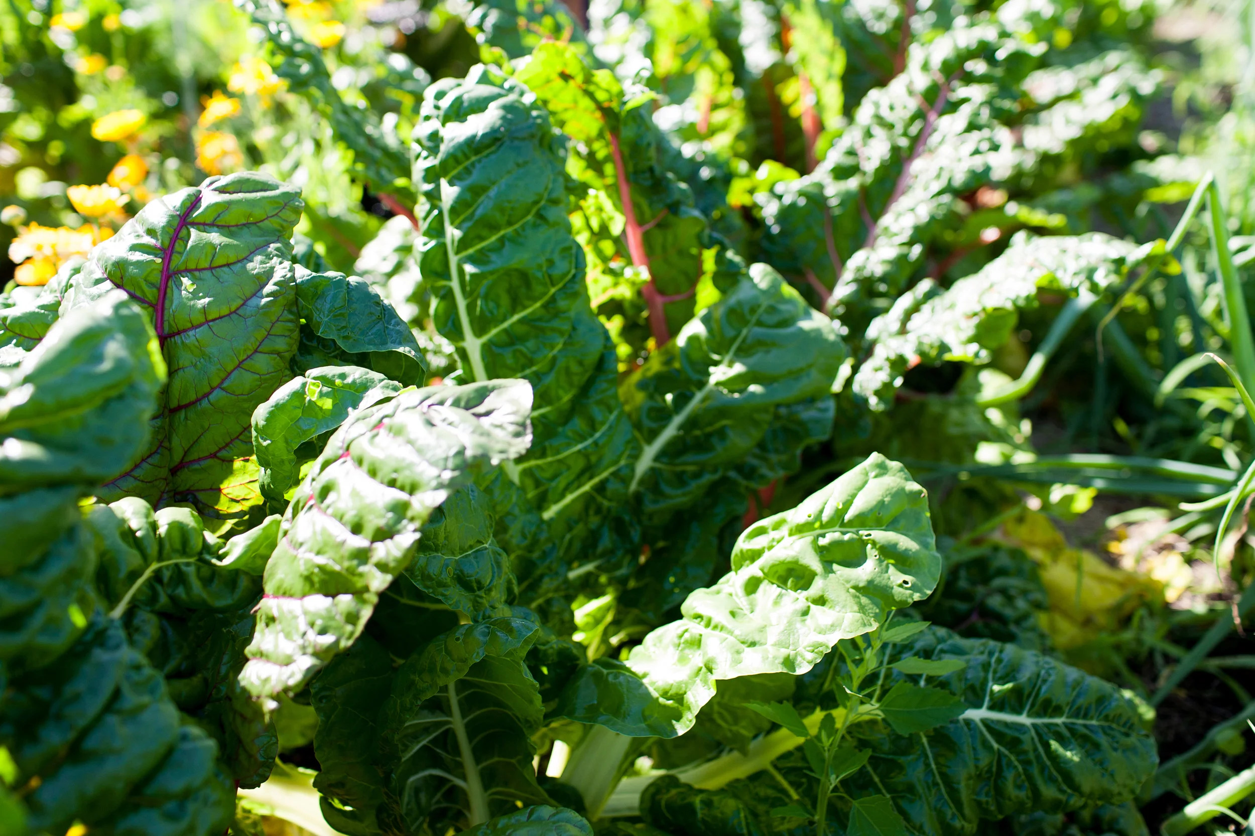 Urban Roots_024.jpg