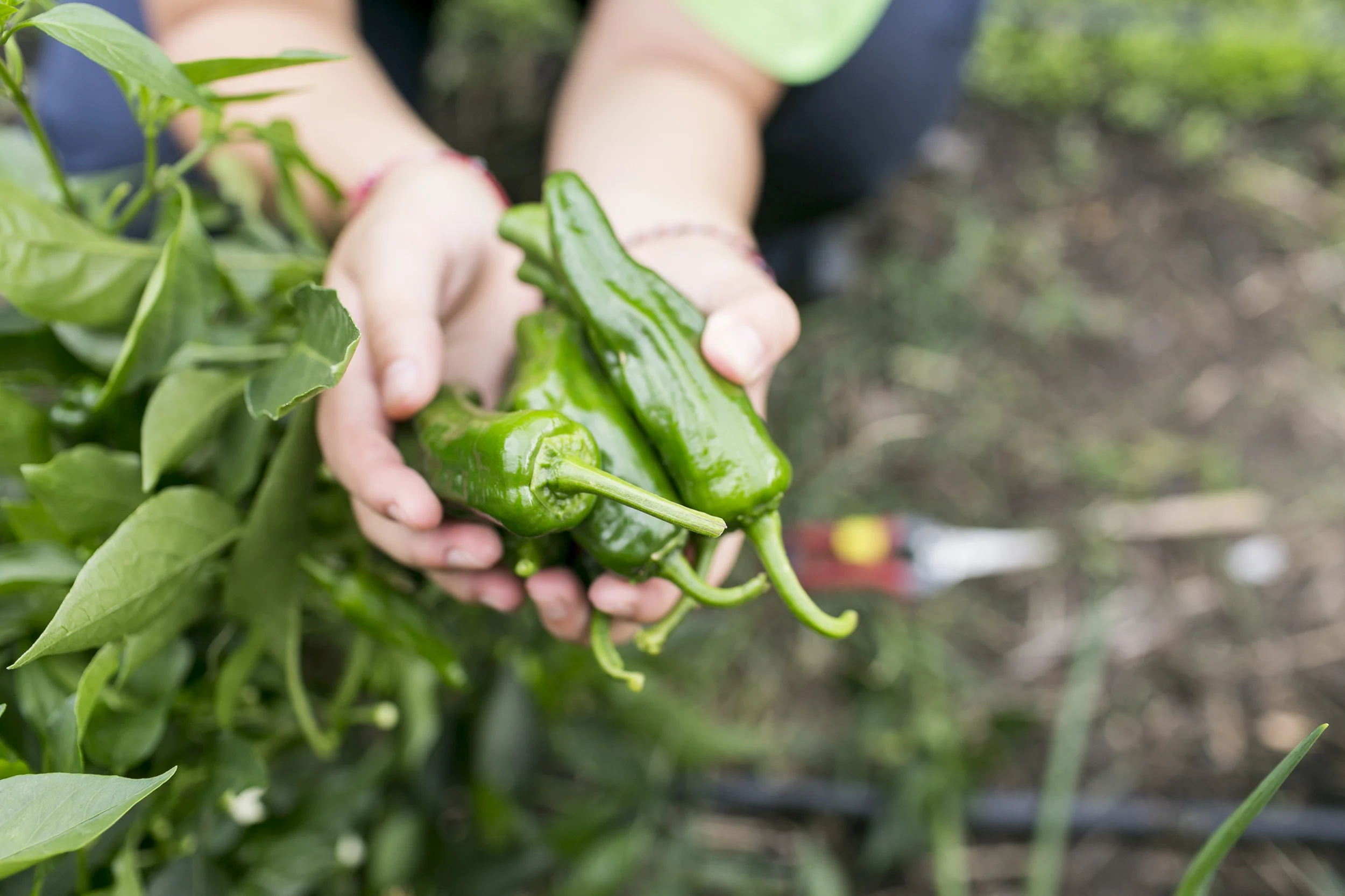 Urban Roots_025.jpg