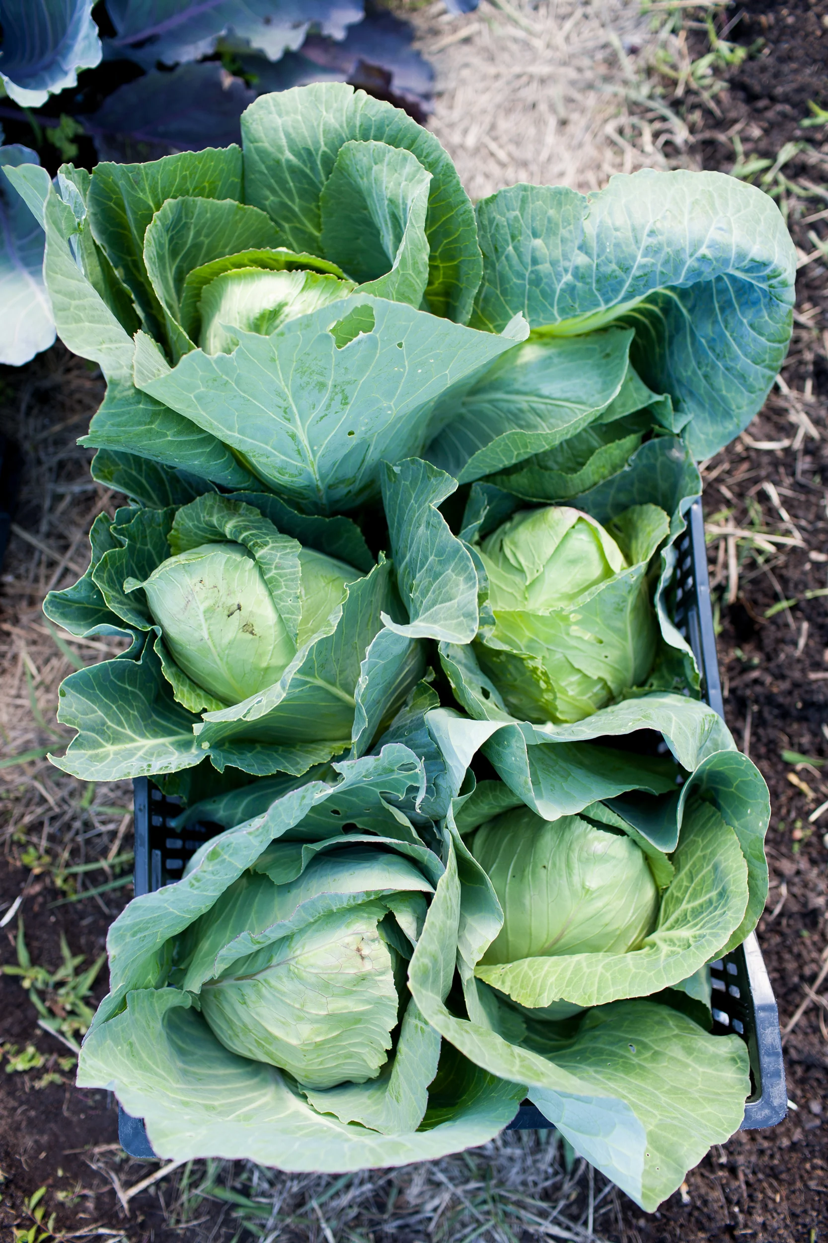 Urban Roots_031.jpg