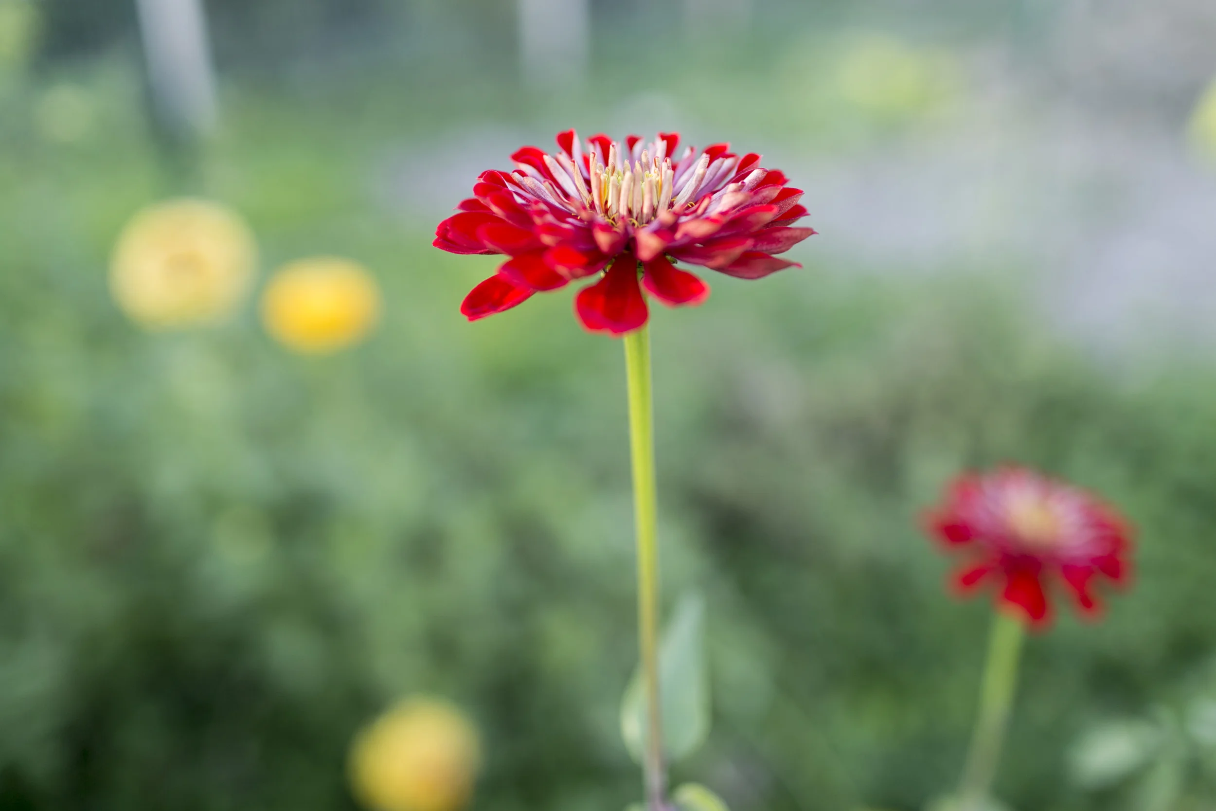 Urban Roots_035.jpg