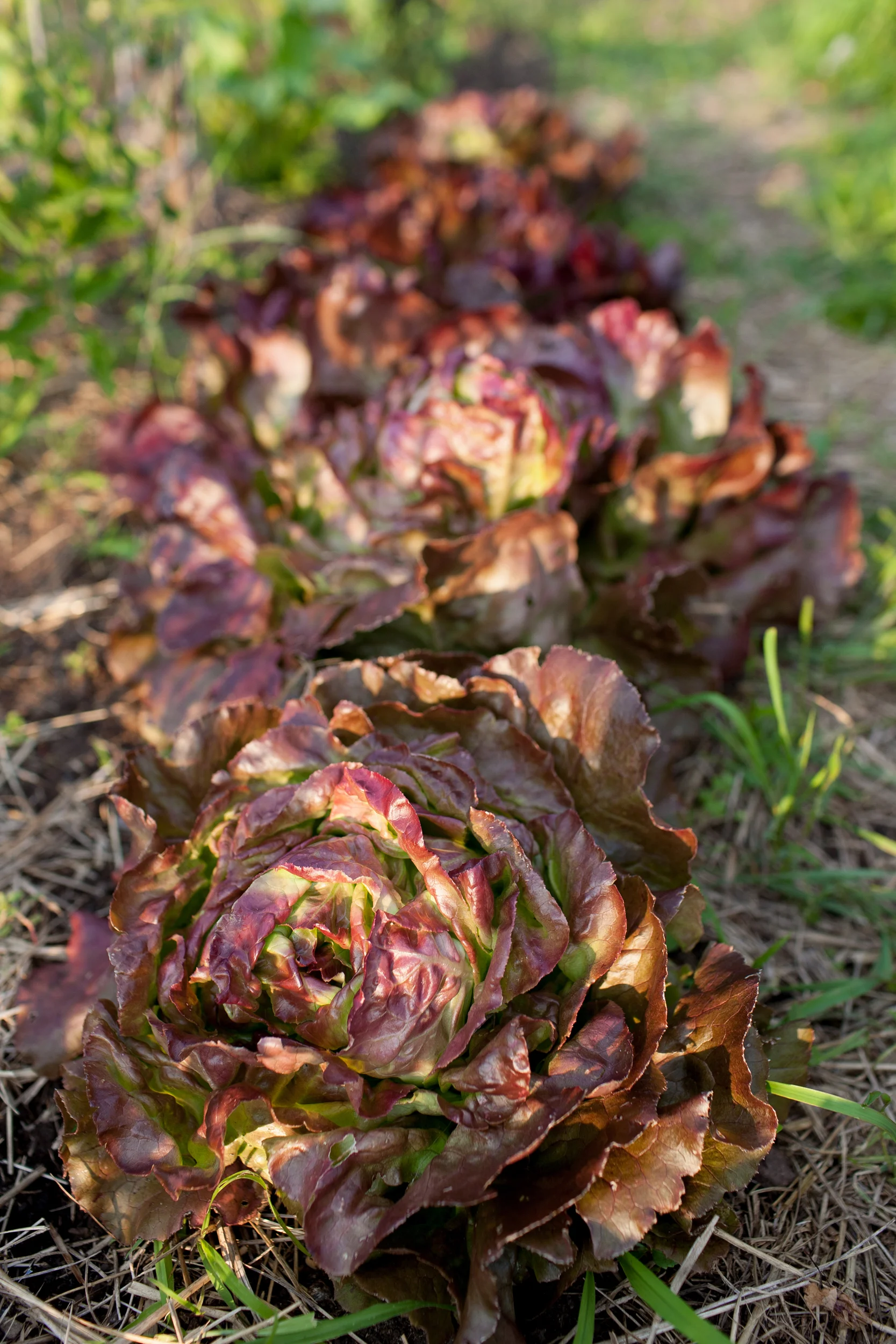 Urban Roots_045.jpg