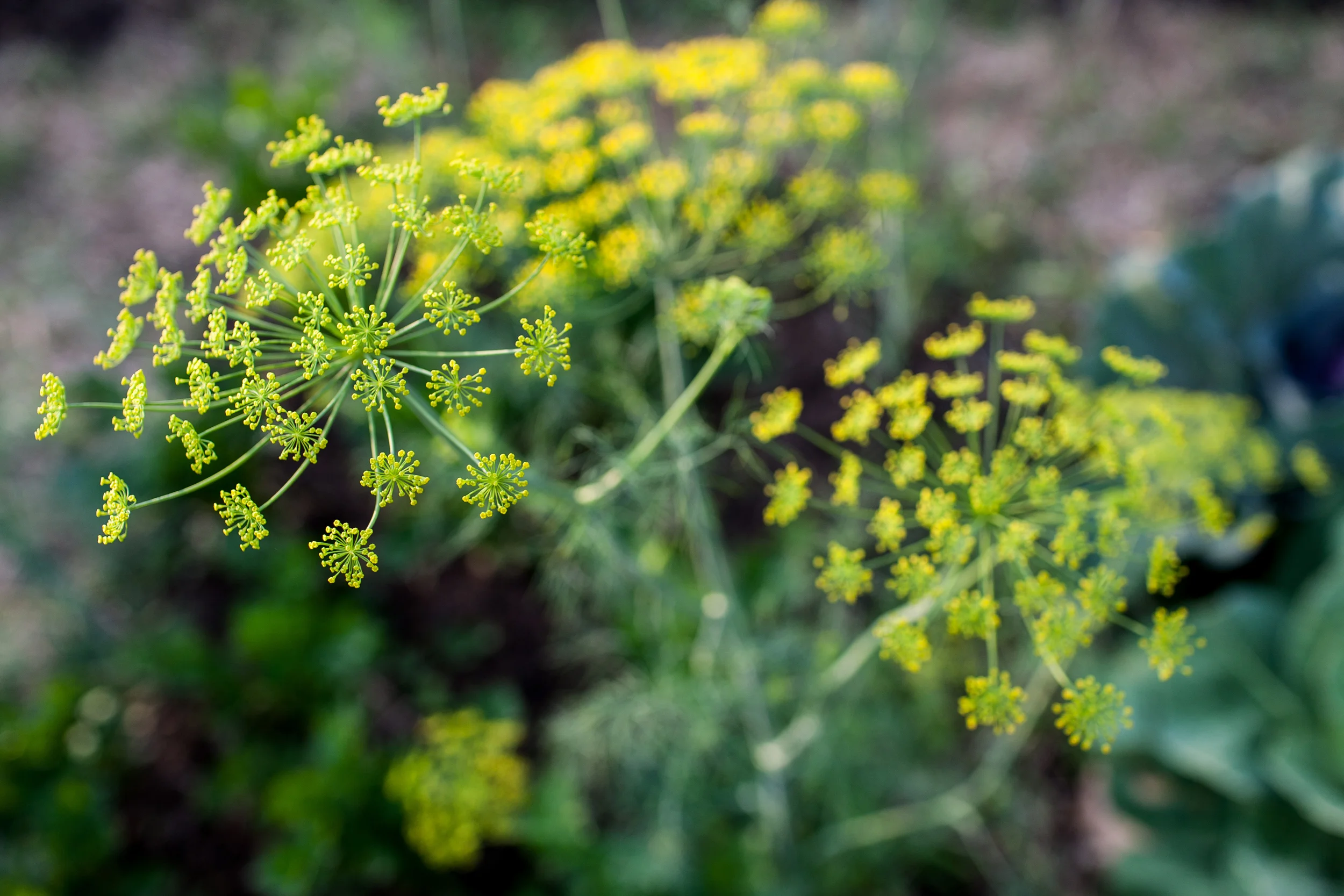 Urban Roots_046.jpg