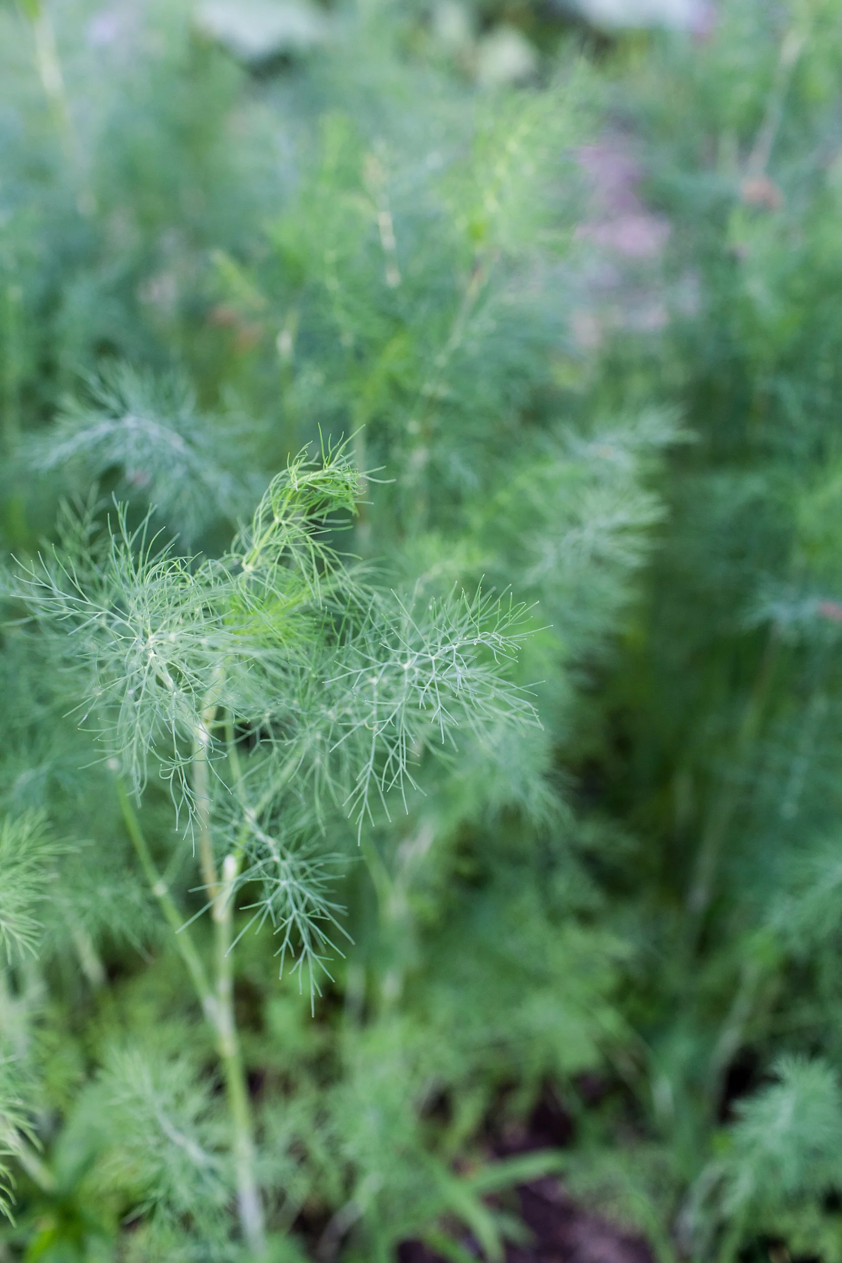 Urban Roots_048.jpg