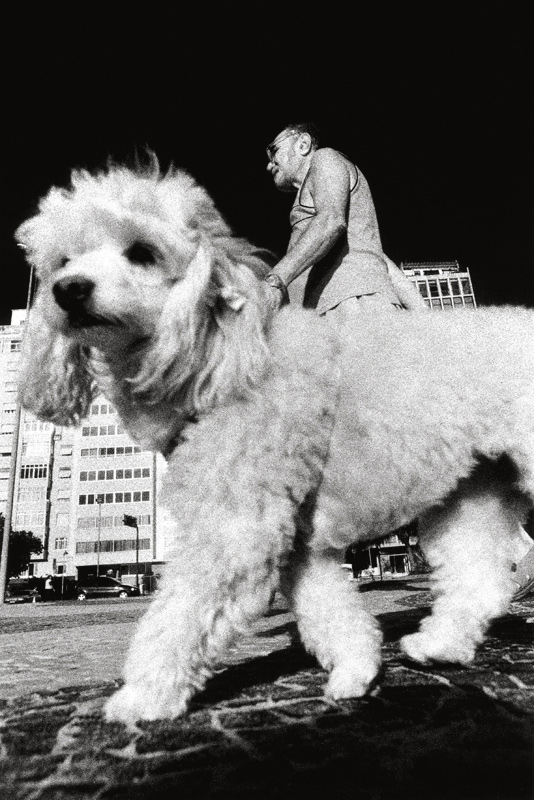 cachrro-poodle-calcadao-copacabana-kittyparanagua.jpg