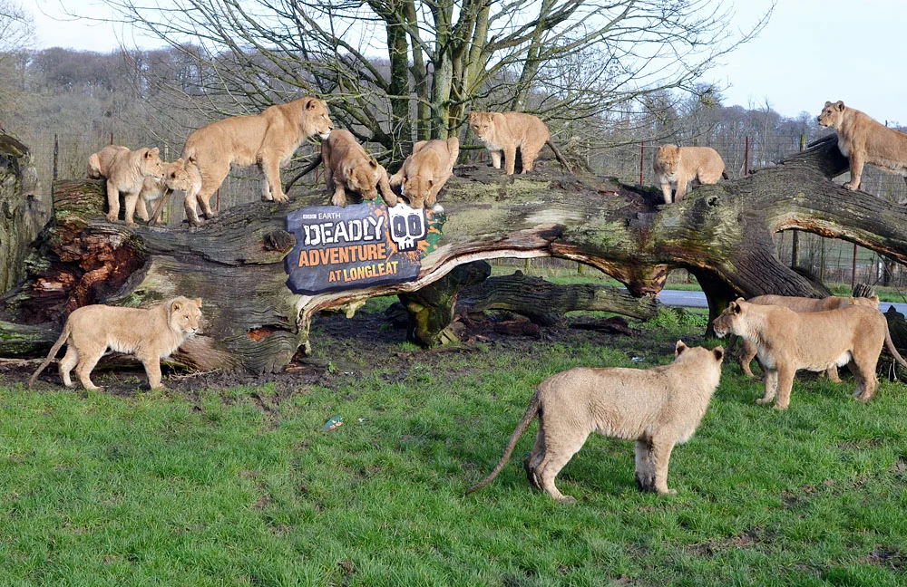 lions.jpg