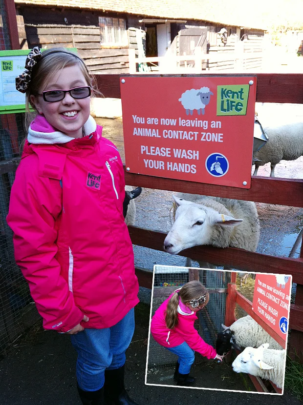 Amber feeding the sheep