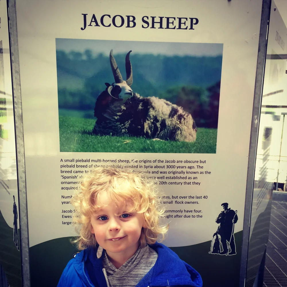 Our son Jacob and 'his' sheep!