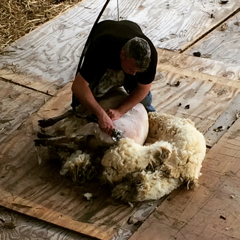 Sheep shearing by farmer Dave.