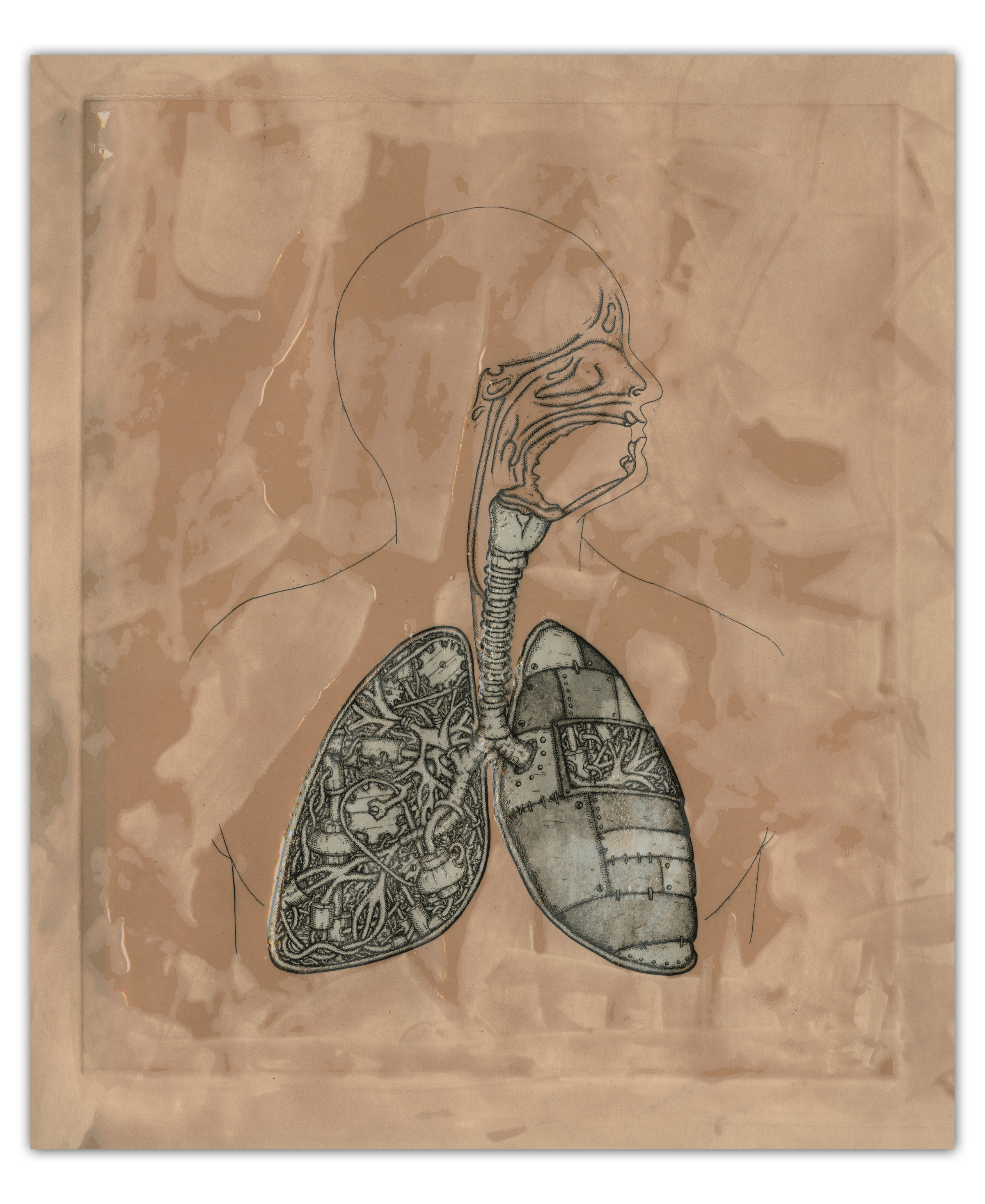 lung brown and blue.jpg