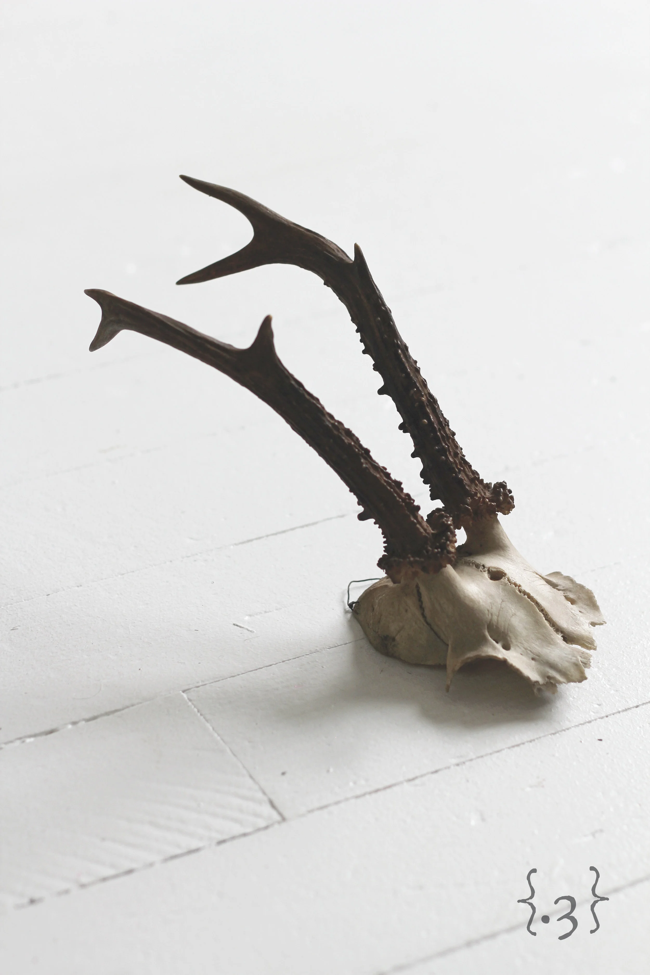 Antler3_Closeup#.jpg