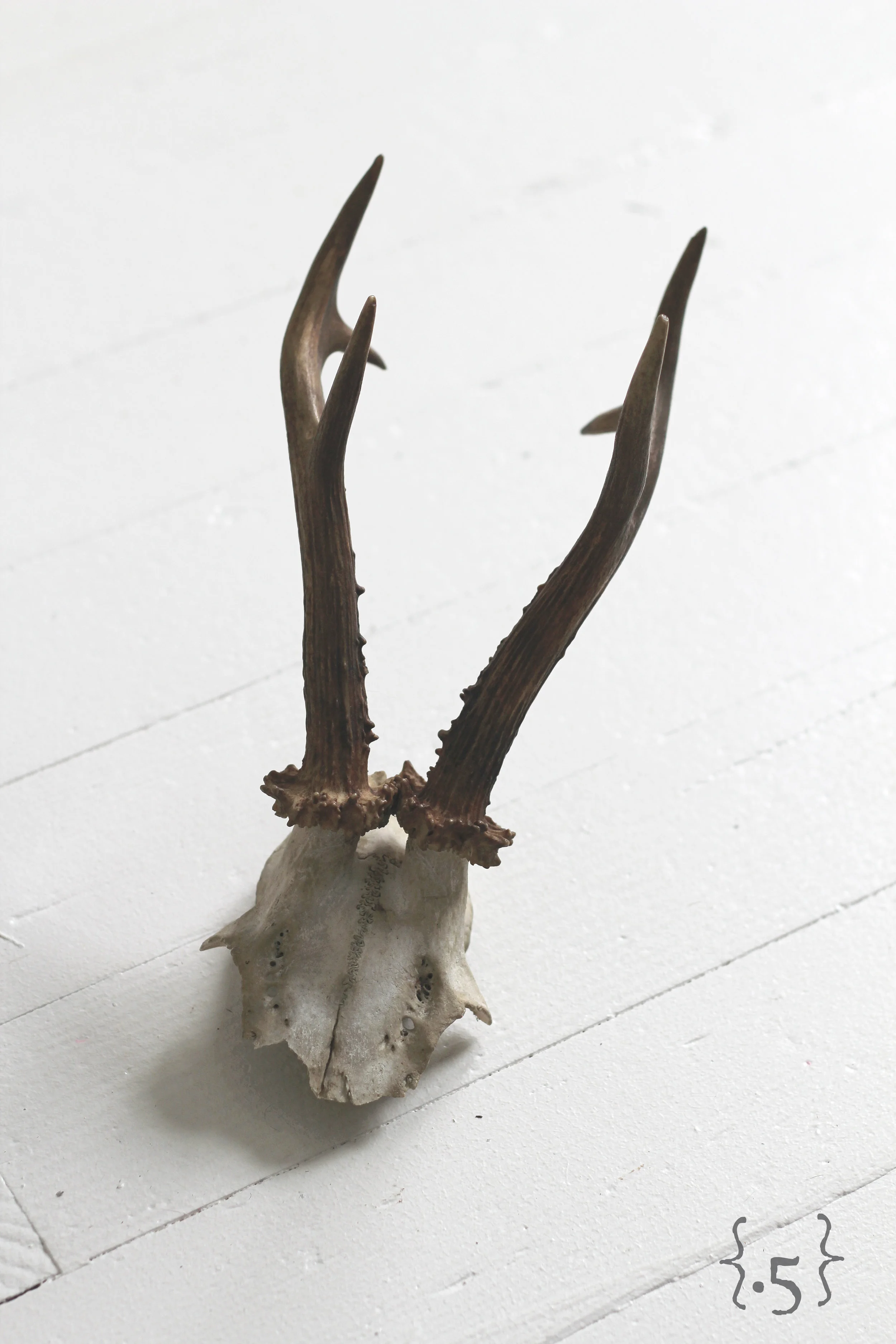 Antler5_Closeup#.jpg