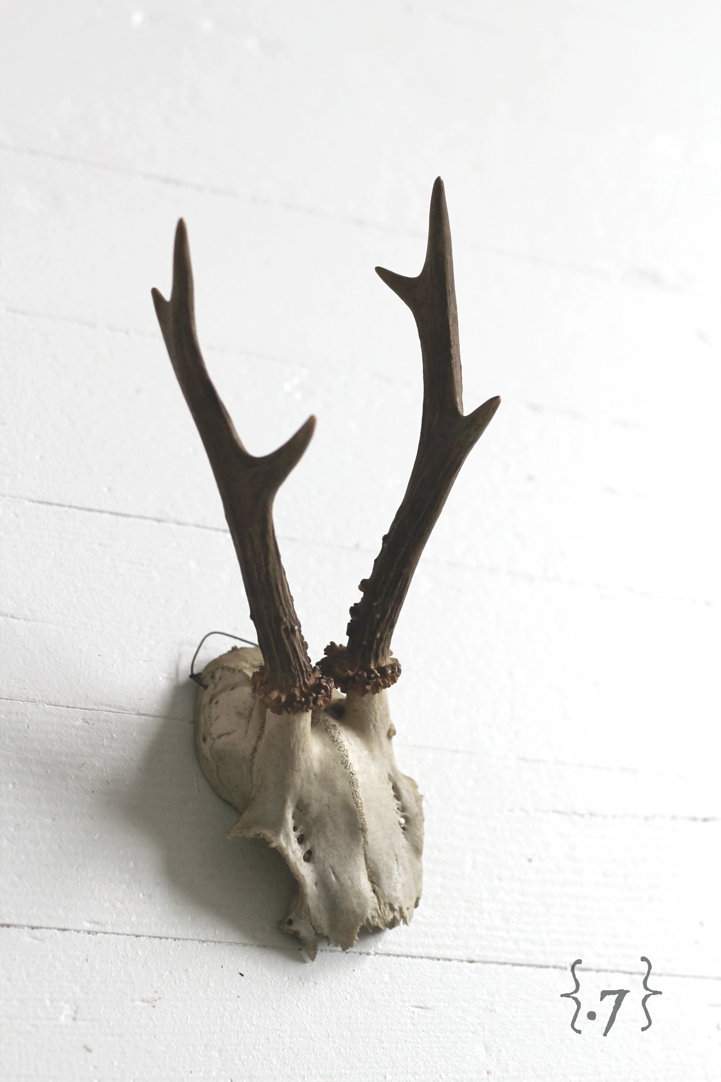 Antler7_Closeup#.jpg