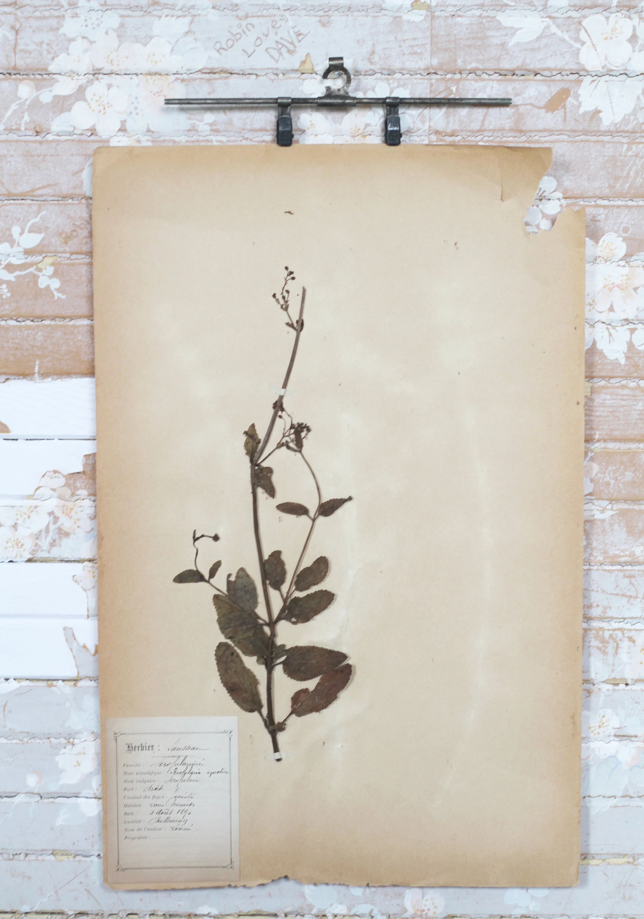 Antique_Botanicals4A.jpg