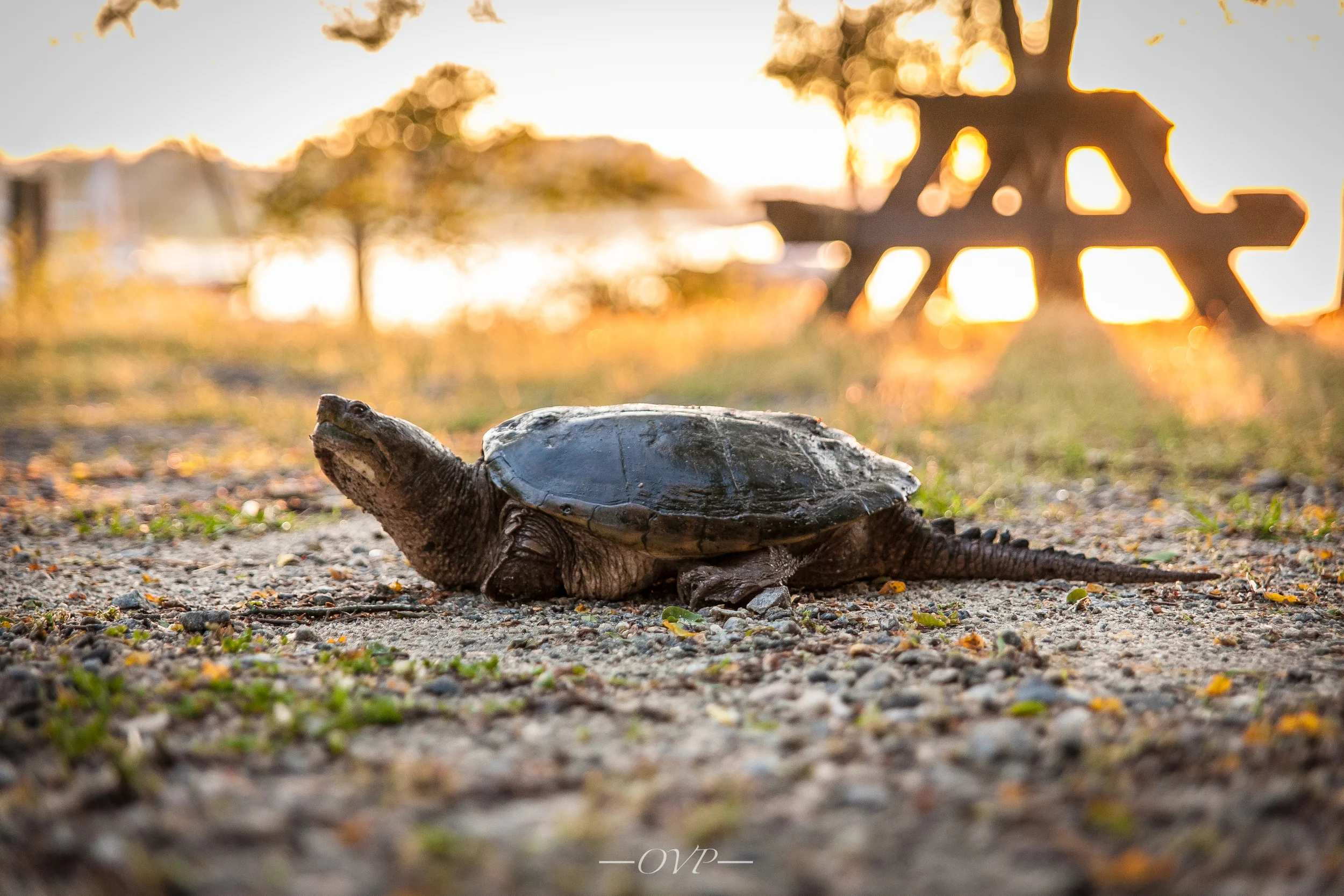 My new friend Donatello.