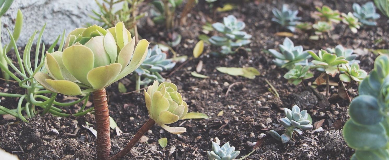succulent-waterfall-needlesandleaves-net.jpeg