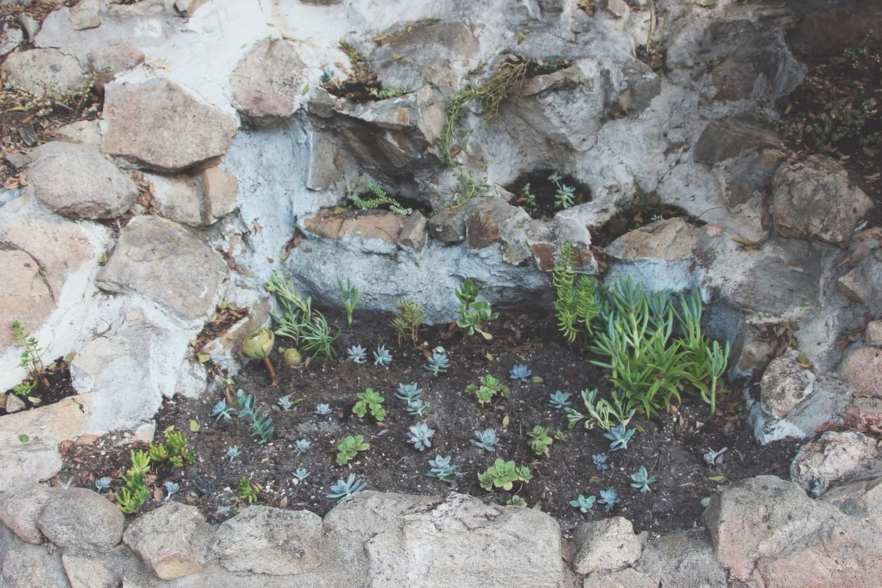 succulent-waterfall-needlesandleaves-net.jpg