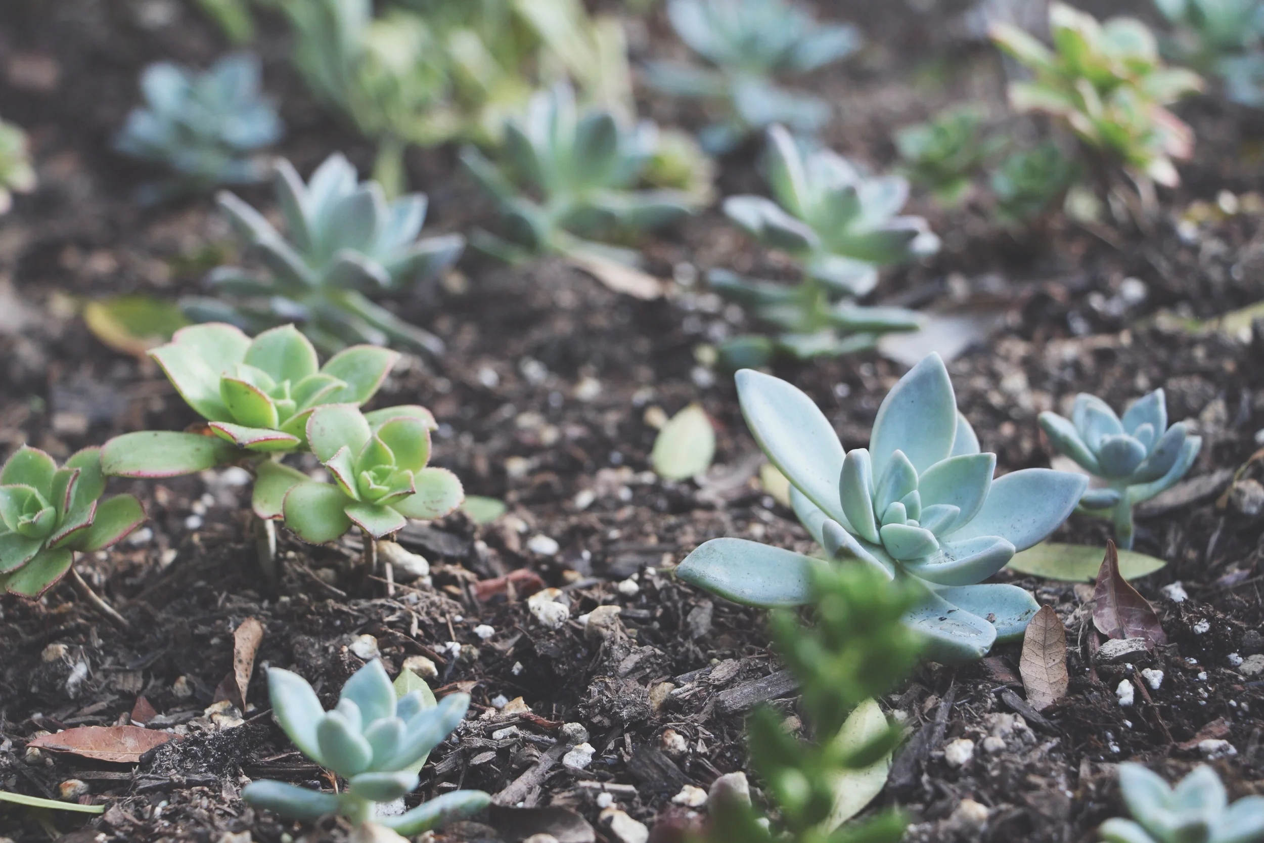 succulent-waterfall-needlesandleaves-net.jpg