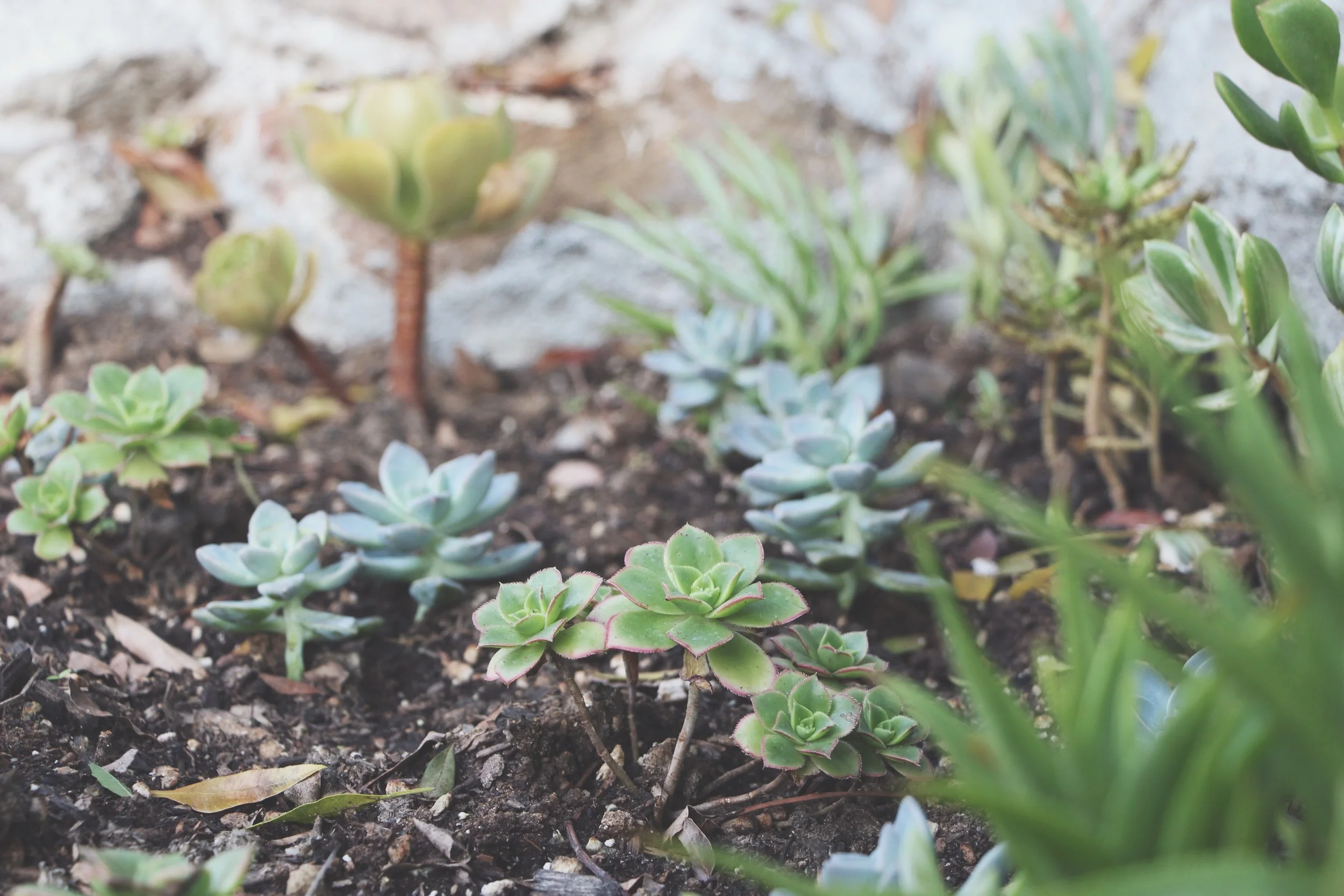 succulent-waterfall-needlesandleaves-net.jpg