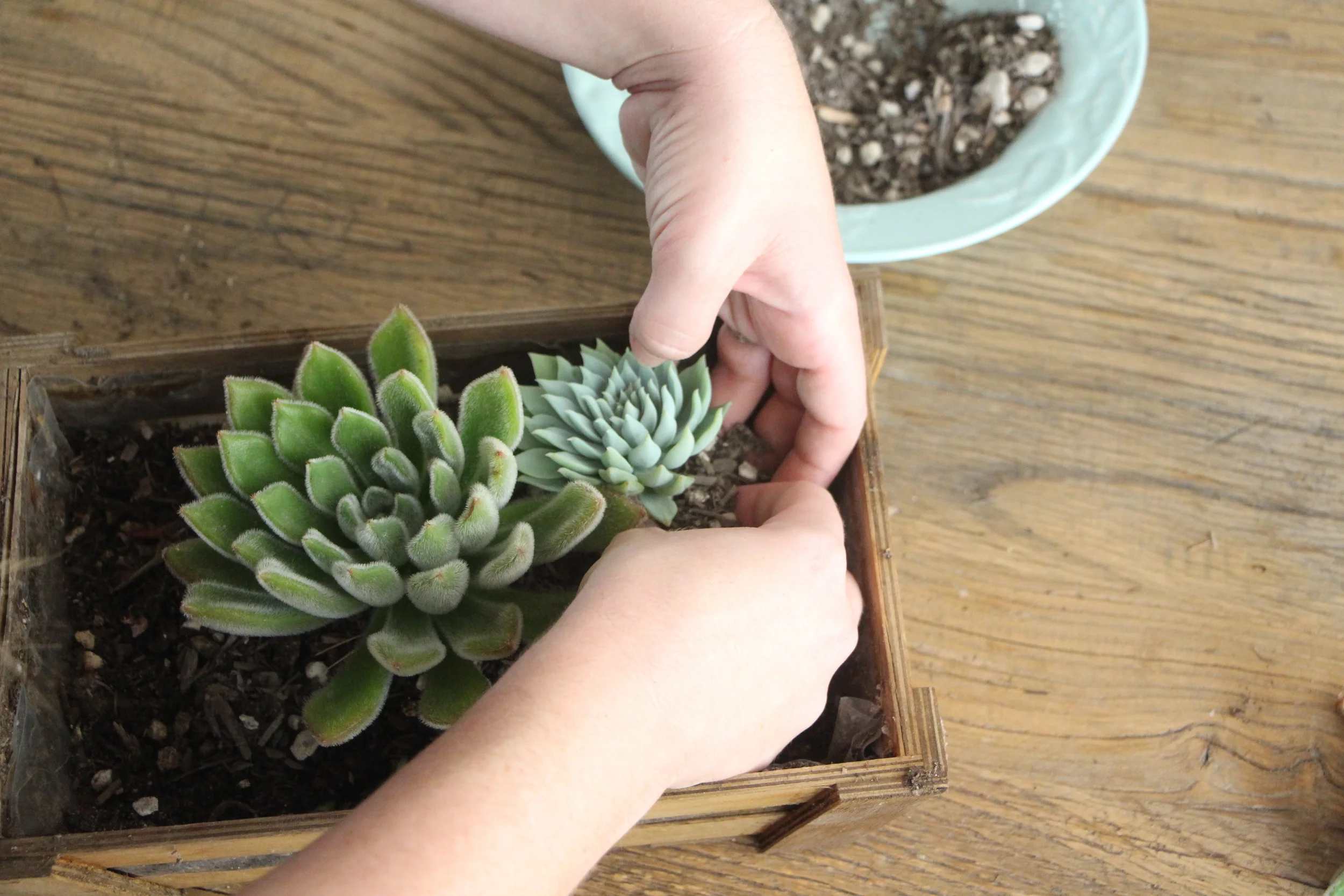 how-to-arrange-succulents-needles-and-leaves-needlesandleaves_net.jpg