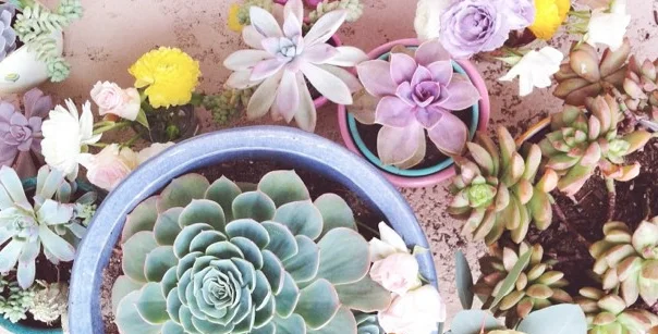 succulents-style-with-jaime-marie-hill-needlesandleaves_net.jpg