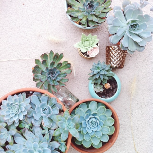 succulent-style-with-jaime-marie-hill-needlesandleaves_net.jpg