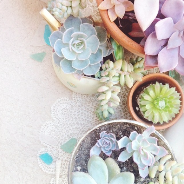 succulent-style-with-jaime-marie-hill-needlesandleaves_net.jpg