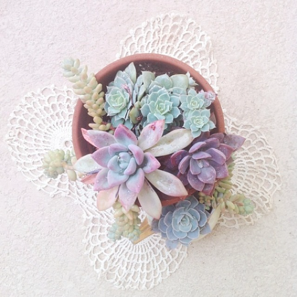 succulent-style-with-jaime-marie-hill-needlesandleaves_net.jpg