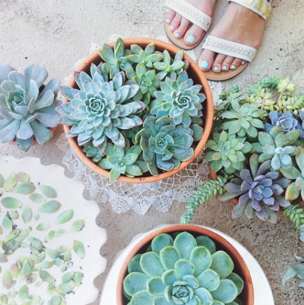 succulent-style-with-jaime-marie-hill-needlesandleaves_net.jpg